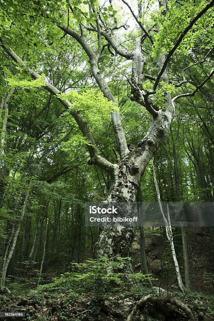 Tocados floresta - Royalty-free Alto - Descrição Física Foto de stock
