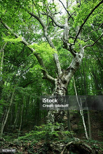 Tocados Floresta - Fotografias de stock e mais imagens de Alto - Descrição Física - Alto - Descrição Física, Antigo, Ao Ar Livre