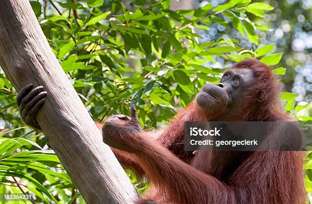 Orangutan Kciuki W Górę - zdjęcia stockowe i więcej obrazów Kciuki w górę - Kciuki w górę, Orangutan, Małpa człekokształtna