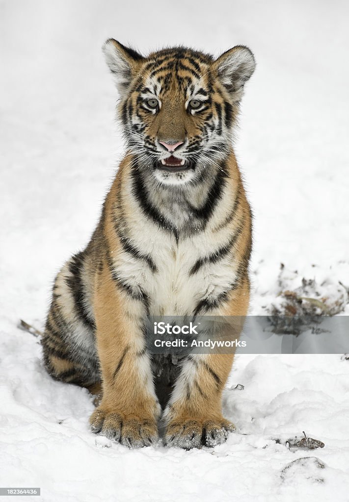 Little Sibirischer Tiger im Winter (Panthera tigris altaica - Lizenzfrei Tigerjunges Stock-Foto