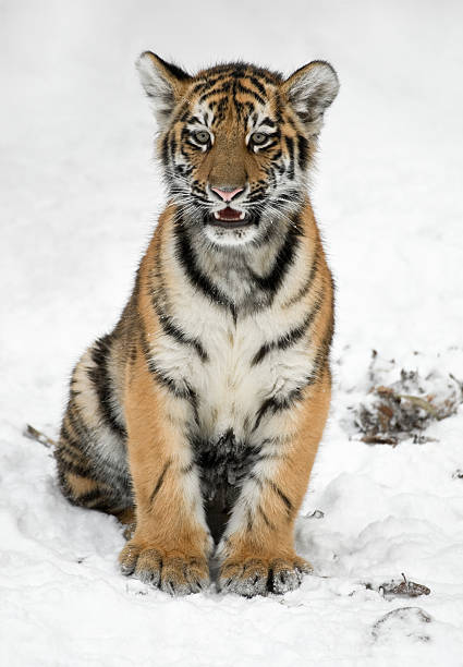 istock Little Siberian Tiger In Winter (Panthera tigris altaica) 182364436