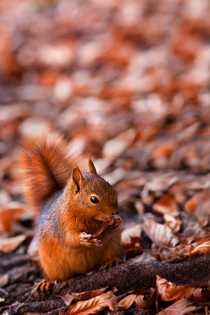 Hungry squirrel is happy because there is something to eat. We gave tuna fish oil to squirrel.