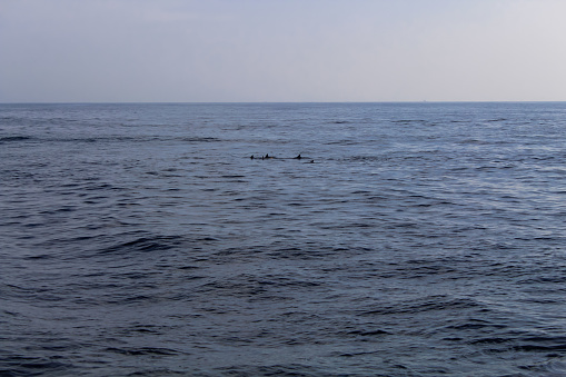 The Dolphin's backs above the water, Sri Lanka. Copy space for text, background