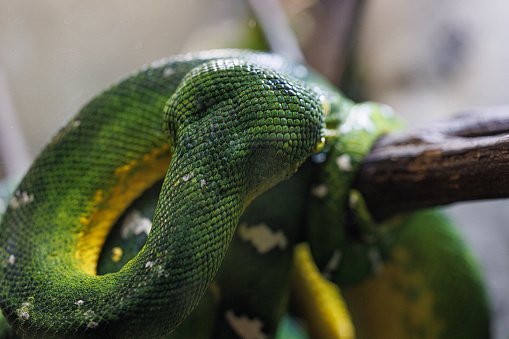 The emerald tree boa (Corallus caninus) is a non-venomous snake that lives in the rainforests of South America