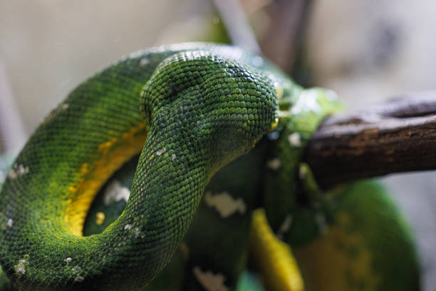 The emerald tree boa (Corallus caninus) The emerald tree boa (Corallus caninus) is a non-venomous snake that lives in the rainforests of South America green boa snake corallus caninus stock pictures, royalty-free photos & images