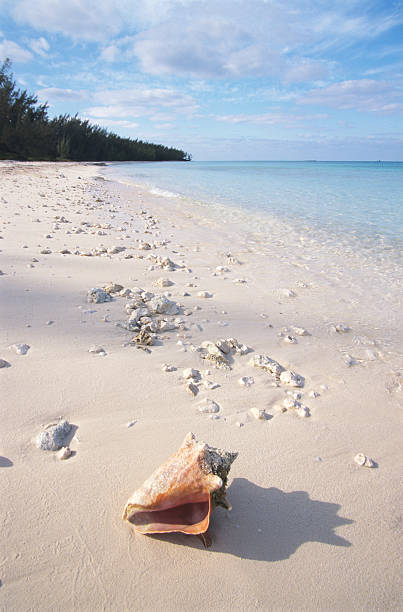 bahamas - harbor island - fotografias e filmes do acervo