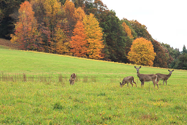 Deer at grass field with autumn trees at the background Autumn scene with White-Tail Deer. white tail deer stock pictures, royalty-free photos & images