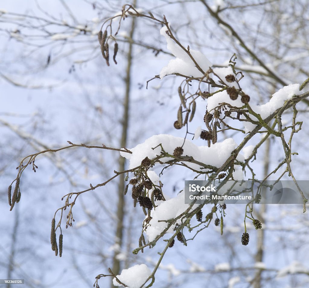 Winter Bäume: Alder Tree (Alnus glutinosa) mit Schnee - Lizenzfrei Ast - Pflanzenbestandteil Stock-Foto