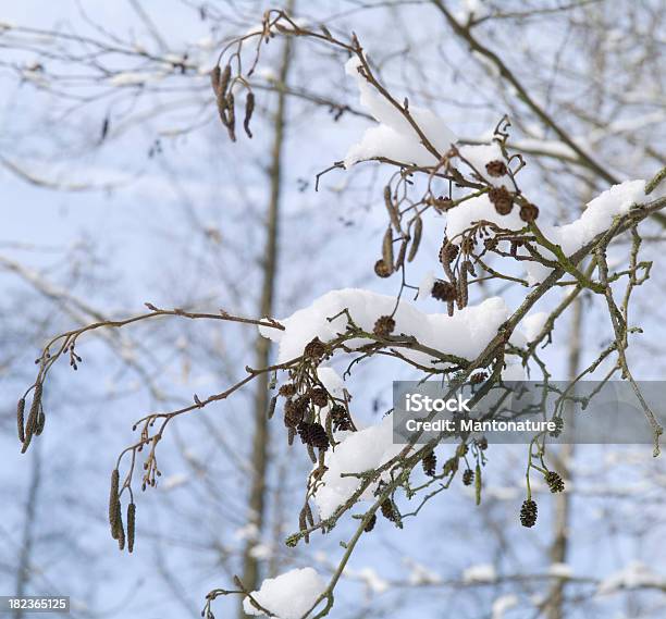 Winter Bäume Alder Tree Mit Schnee Stockfoto und mehr Bilder von Ast - Pflanzenbestandteil