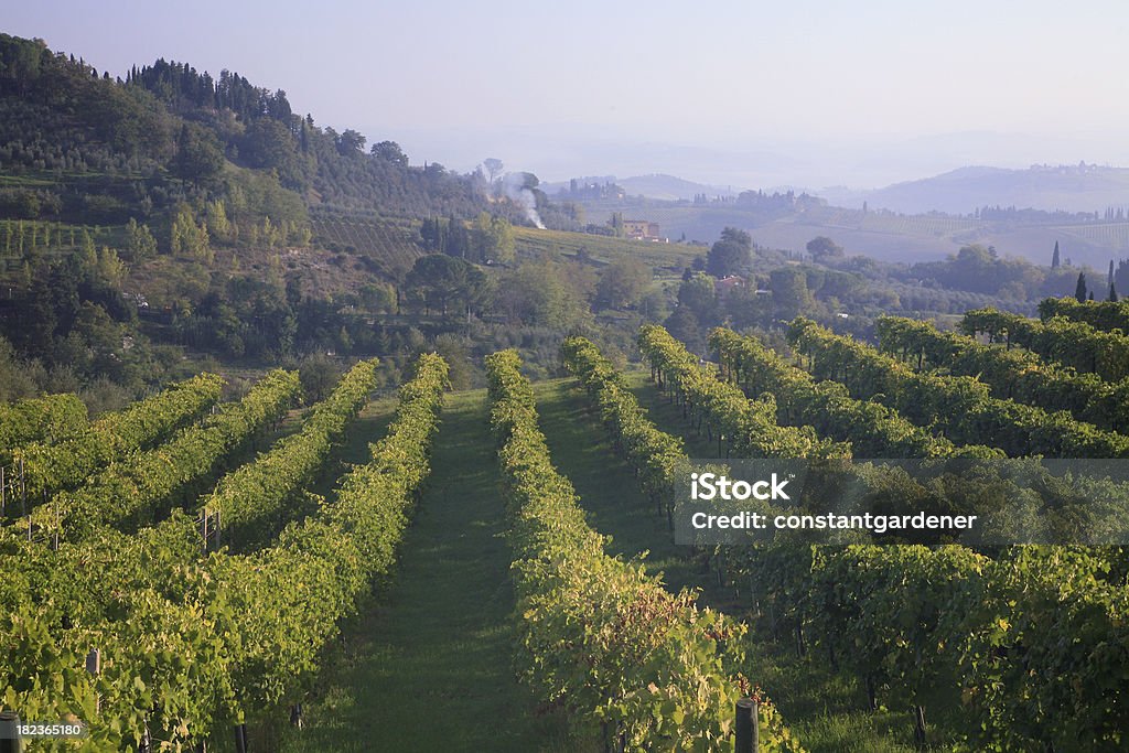 Misty Hills e vinhas do de Chianti - Royalty-free Agricultura Foto de stock