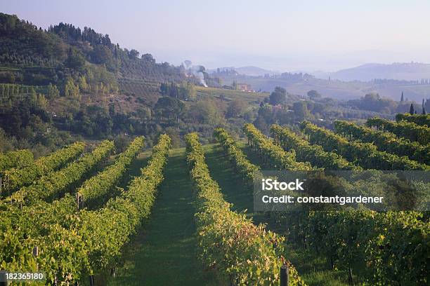 Misty Hills E Vinhas Do De Chianti - Fotografias de stock e mais imagens de Agricultura - Agricultura, Ao Ar Livre, Colheita