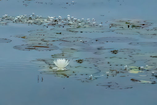 A white lily blossom floating on the surface of Caddo Lake, Uncertain, Texas.