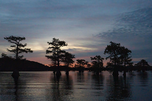 Bald Cypress (Taxodium distichum) trees at sunrise on Caddo Lake, Uncertain, Texas.