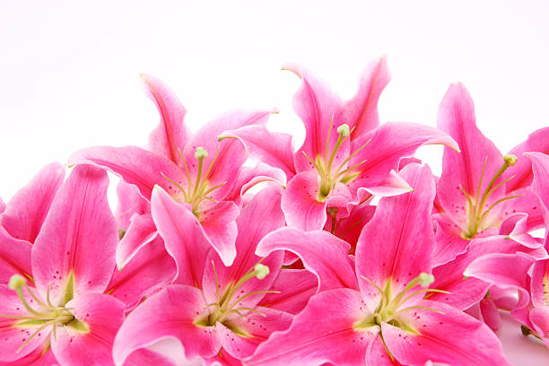 lis rose - lily pink stargazer lily flower photos et images de collection