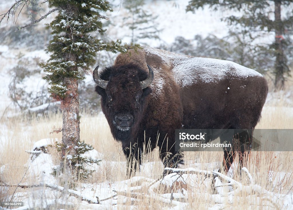 American Bison - Lizenzfrei Amerikanischer Bison Stock-Foto