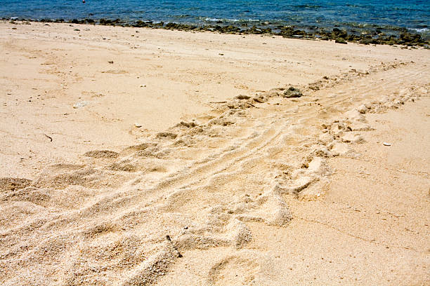 Tracks in the sand made by a turtle crawling across the sand the previous night to lay its eggs.