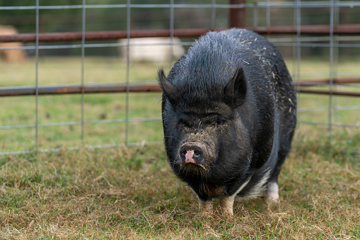 A black pot-bellied pig on a farm in east Texas.