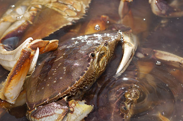 istock Close-up of Live Crabs in Shipping Container 182365564