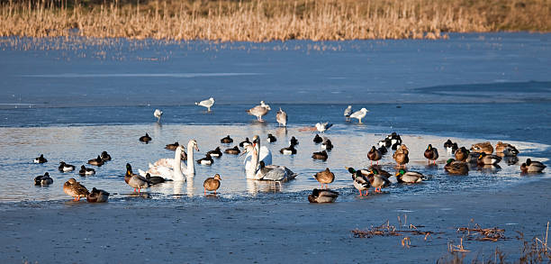 istock Mixed birds on ice and in an icehole 182365712