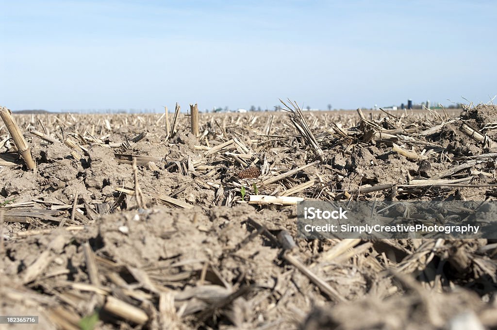 옥수수 그루터기 봄 - 로열티 프리 농업 스톡 사진