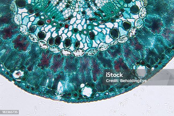 Pine Leaf - zdjęcia stockowe i więcej obrazów Liść - Liść, Mikrografia naukowa, Abstrakcja