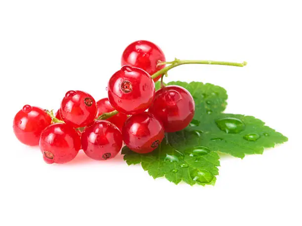 close up of red currants on white