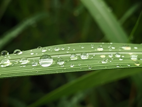 Water drops on the grass close up.