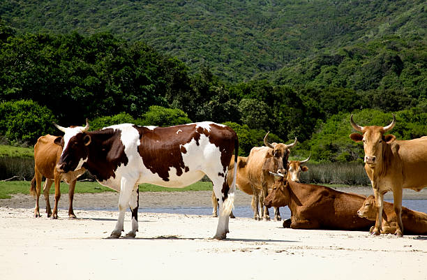 Cows on the beach A group of african cows resting on the sand of an estuary which runs into the sea. These cows belong to the native people and are fed no supplements or nutrients it is apparent their natural life style keeps them in great condition. The brown and white cow is a much fancied Nguni cow. Transkei coast also know as the Wild Coast in South Africa.Here are similar images. nguni cattle stock pictures, royalty-free photos & images