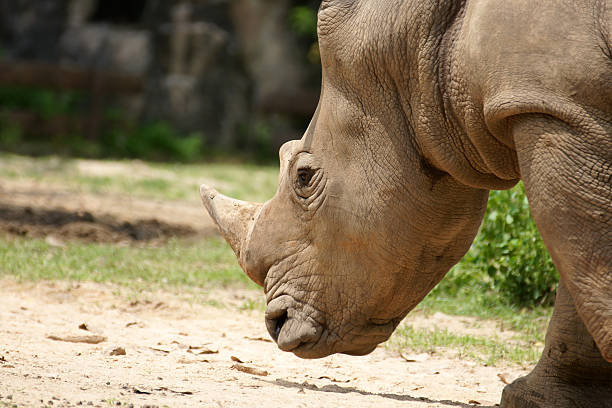 istock White Rhinoceros Walking close-up to face 182366108