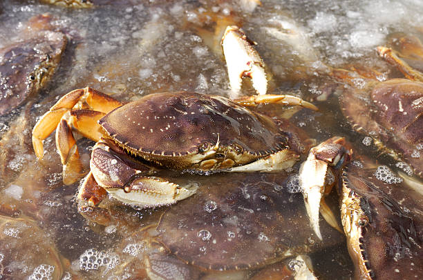 istock Close-up of Live Crabs in Shipping Container 182366184