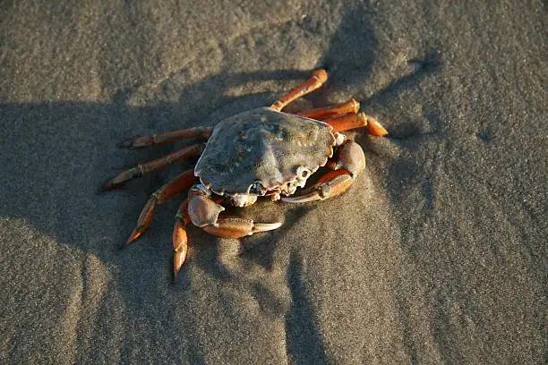 Common shore crab. Trown on the beach by the sea. Due to the low tide no escape possible. Selective focus on the frond side of the crab.Image taken in the late afternoon light.