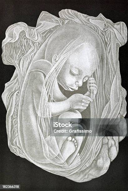 Fetus Of Five Months With Placenta Isolated On Black Stock Illustration - Download Image Now