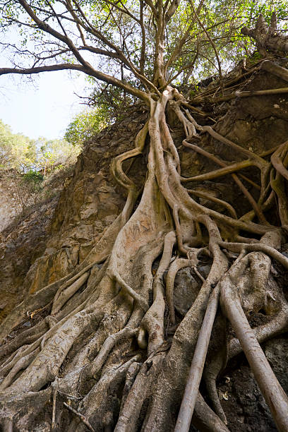 istock Winding roots of a ficus tree 182366614