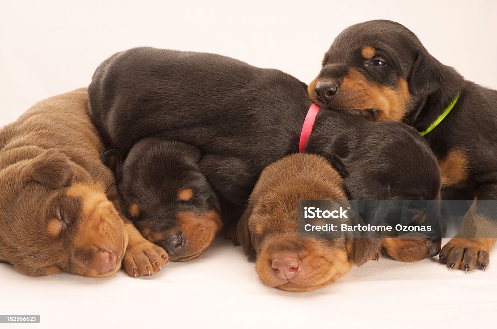 Five Dobermann puppies Large Group Of Animals Stock Photo