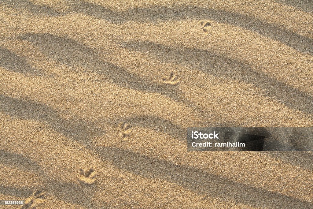 Segni di uccelli in Dune di sabbia - Foto stock royalty-free di Africa