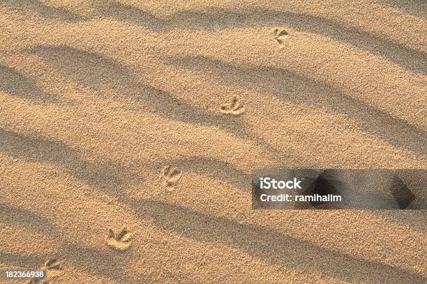 Segni Di Uccelli In Dune Di Sabbia - Fotografie stock e altre immagini di Africa - Africa, Composizione orizzontale, Deserto