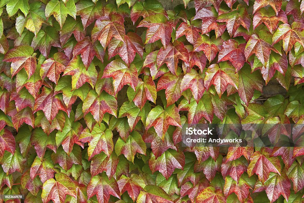 Wild Vine Hintergrund - Lizenzfrei Bildhintergrund Stock-Foto