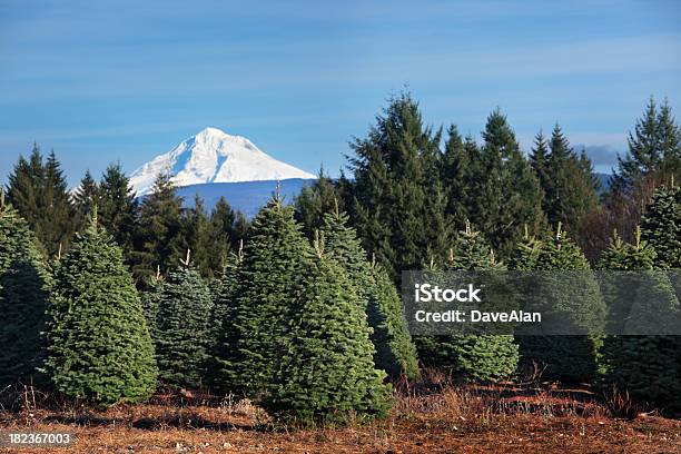 Photo libre de droit de Sapin De Noël De La Ferme banque d'images et plus d'images libres de droit de Sapin de Noël - Sapin de Noël, Oregon - État américain, Mont Hood