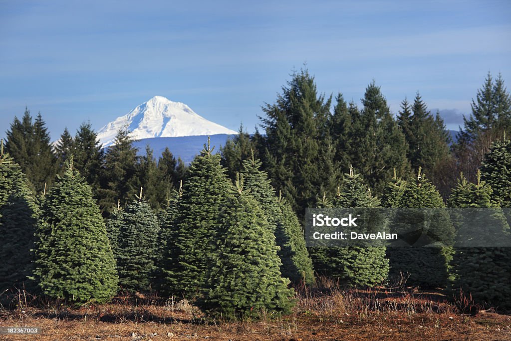 Albero di Natale della Farm. - Foto stock royalty-free di Albero di natale