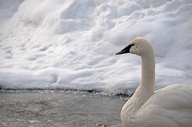 Tundra Swan In Winter