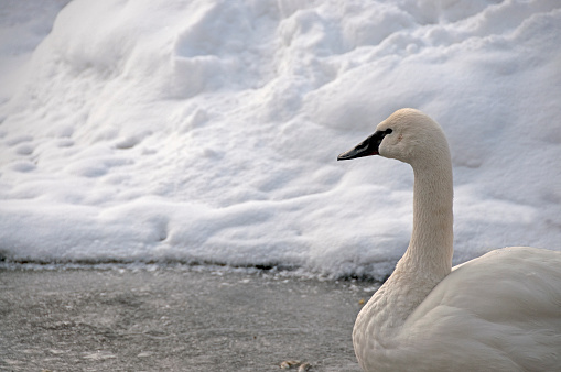 A white Tundra Swan sitting upon a frozen pond with snow in the background... Copy space.