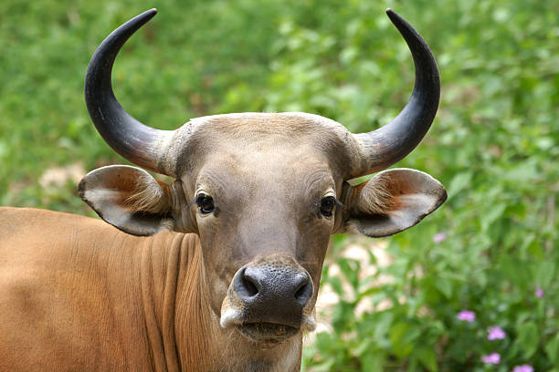 istock Female Wild Cattle front view portrait and beauty horn 182367286