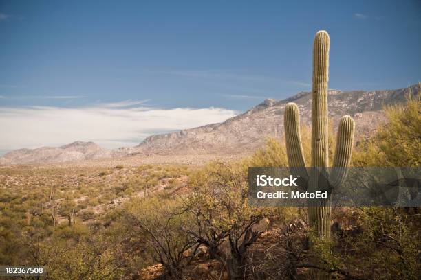사막 풍경 1 캐터스 산 투손에 대한 스톡 사진 및 기타 이미지 - 투손, 0명, 건조 기후