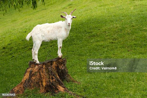 Cabra Blanco Foto de stock y más banco de imágenes de Cabra - Mamífero ungulado - Cabra - Mamífero ungulado, Cabra doméstica, Blanco - Color