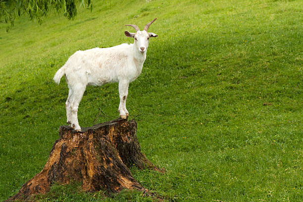 White Goat A white goat enjoys a raised view in North Island New Zealand 2009 stock pictures, royalty-free photos & images