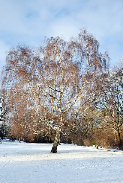 bouleau argenté, hiver - birch tree tree downy birch white photos et images de collection