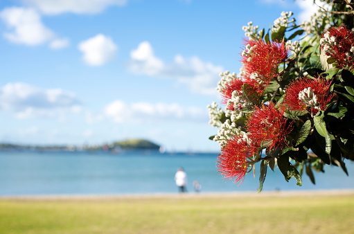 Pohutukawa tree next to the ocean, known as the Kiwi Christmas tree, this member of the myrtle family is often used as an icon of summer in New Zealand