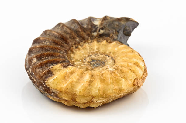 istock Fossil extinct jurassic period relic geology 182367882