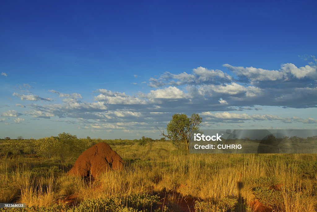 Termite mount in Outback "termite hill, tree, red soil, spinnifex grass, blue sky, clouds and a lot of nothing" Animal Stock Photo