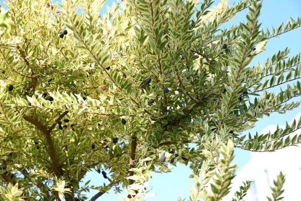 istock Variegated Myrtle (Myrtus communis) ‘Variegata’. Myrtaceae evergreen shrub. 1823680417